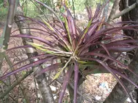 Tillandsia flabellata