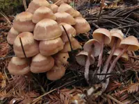 Cluster Cap