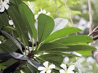 White frangipani