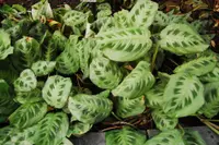Prayerplant