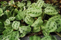 Prayerplant (Maranta leuconeura) plant