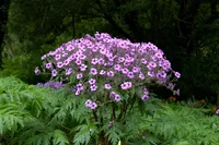 Geranium maderense