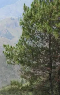 Merkus's Pine