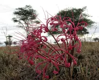 Ammocharis tinneana (Ammocharis tinneana) plant