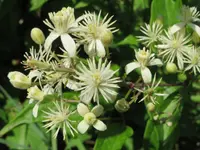 Traveller's-joy (Clematis vitalba) plant