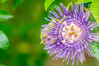 Passiflora quadrangularis