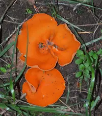 Orange peel fungus