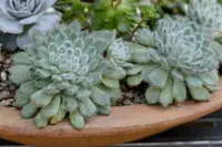 Echeveria setosa