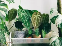 Anthurium crystallinum