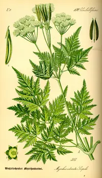 Sweet Cicely