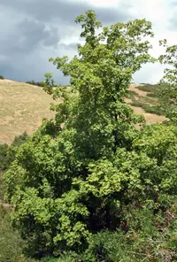 bigtooth maple