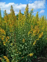 goldenrod Identification Guide