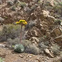 Agave sebastiana (Agave sebastiana) plant