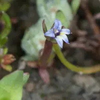 dwarf calicoflower