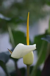 Cretan Arum