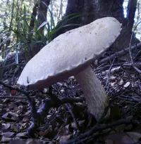 snowy bolete