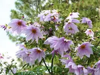 Tree Dahlia (Dahlia imperialis) plant