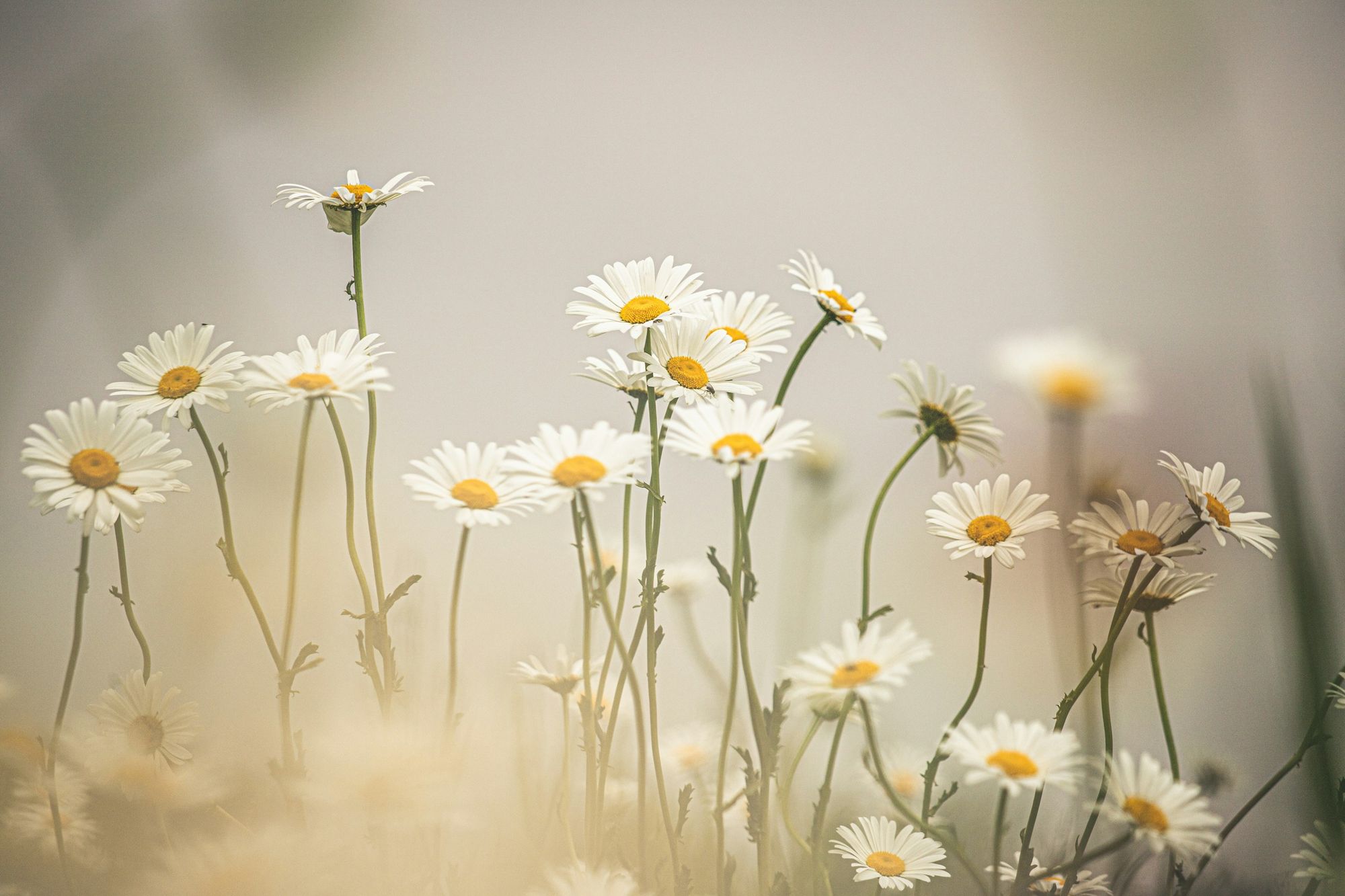 10 Easy Garden Flowers to Grow - English Daisy