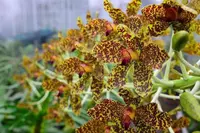 Grammatophyllum speciosum blooms