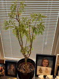 Ming aralia photo by a Botan App user