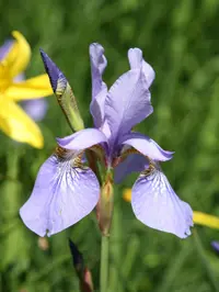 Siberian iIris (Iris sibirica) plant