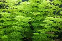 Limnophila sessiliflora leaves