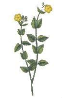 yellow rock rose (Helianthemum marifolium) plant