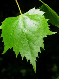 Mongolian Lime
