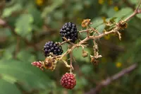 arctic raspberry