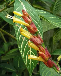 Sanchezia
