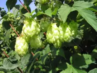 hop