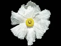 Coulter's Matilija poppy