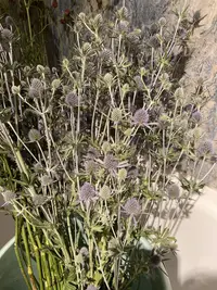 Blue eryngo photo by a Botan App user
