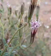 rosy palafox (Palafoxia rosea) plant