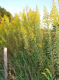 late goldenrod