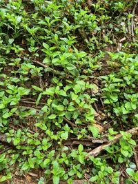 Acmella caulirhiza