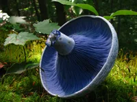 indigo milk cap (Lactarius indigo) plant