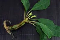 Euphorbia leuconeura
