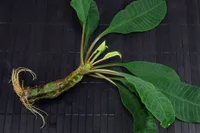Euphorbia leuconeura