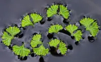 fringed heartwort