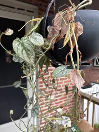 Philodendron brandtianum photo by a Botan App user
