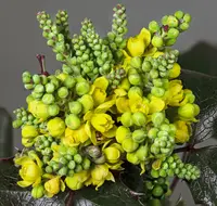 Oregon grape (Berberis aquifolium) plant