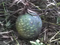 Wild Melon