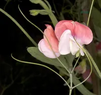 sweetpea
