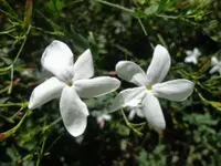 Spanish jasmine