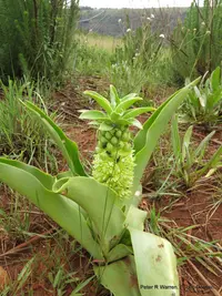 Dwarf Pineapple Lily (Eucomis humilis) plant