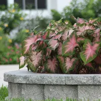 Fancy-leaf Caladium