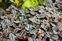 Pilea spruceana leaves