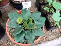 Dorstenia brasiliensis