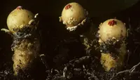 Collared Calostoma
